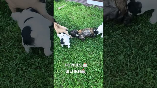 Мамы-папы вы где? ЩЕНКИ 📩 PUPPIES📩 смотреть онлайн