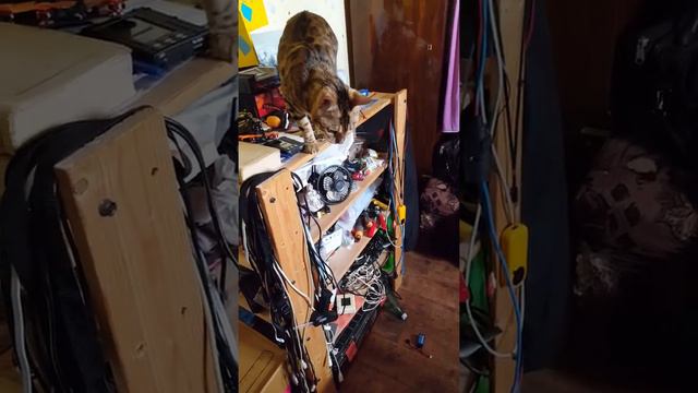 Бенгальский кот Шеллдон 🐆❤ смотреть онлайн