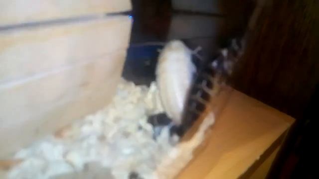 Попытка сожрать хитин собрата смотреть онлайн