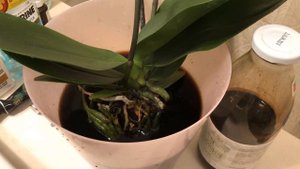 УХОД ЗА ОРХИДЕЯМИ. УБИРАТЬ ЛИ ТОРФЯНОЙ СТАКАН!