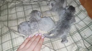 Первый день жизни. ГРУСТНАЯ ИСТОРИЯ КОТЕНКА и брошенных котят