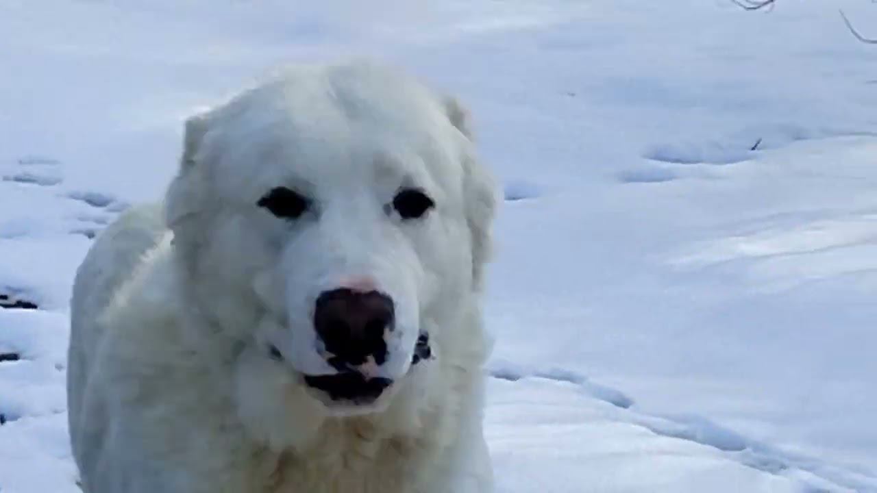 О характерах САО и алабаев. смотреть онлайн