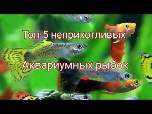 Топ-5 неприхотливых аквариумных рыбок