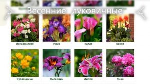 Весенние луковичные цветы  ???- луковицы 2022 г.