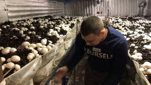 КАК ПРАВИЛЬНО СОБИРАТЬ ШАМПИНЬОНЫ? Основные правила сбора!