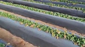 Клубника в теплице Клери