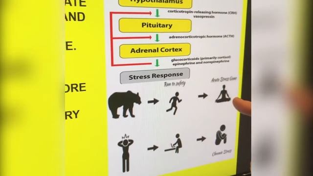 Дэвид Хибер: Снижение стресса часть 1 смотреть онлайн