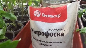 ПОДКОРМКА ДЛЯ ОСЛАБЛЕННОЙ РАССАДЫ. Ольга Чернова.
