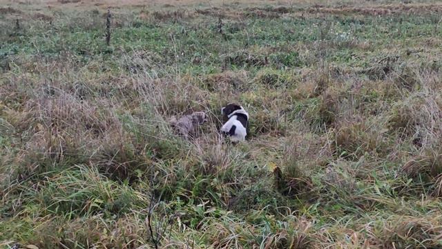 Опасный Енот