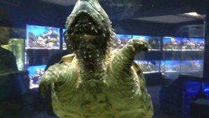 Черепаха грифовая, или аллигаторовая, кусающаяся