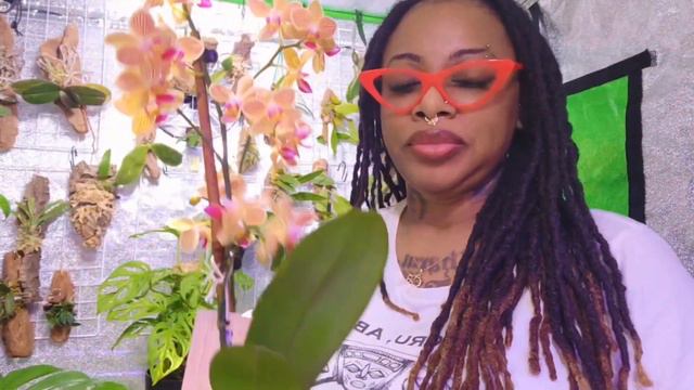 Buying Your First Phalaenopsis Orchid? Do THIS First. + New Amazing Nepenthes ✨️🌿 смотреть онлайн