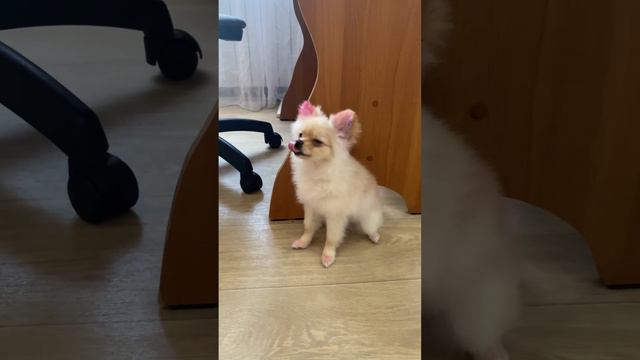 Результат окрашивания шерсти  шпица ЮМИ🐶в домашних условиях Как вам такое преображение?