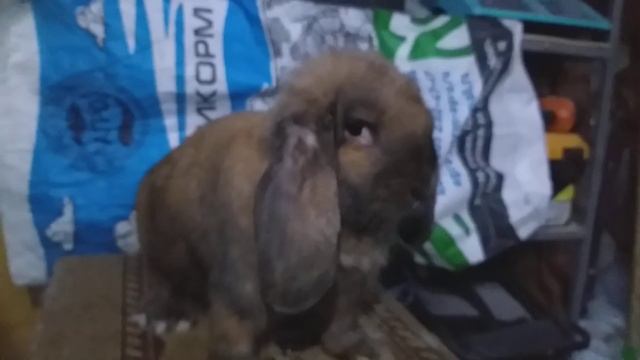 Французский баран окрас Мадагаскар смотреть онлайн