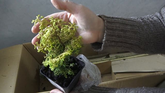 Вернулась к тому, с чего начала...Последняя посылка от ОПТ-хоз в этом году смотреть онлайн