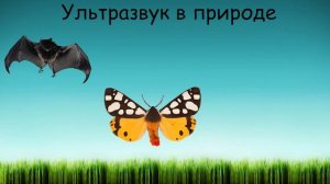 Ультразвук в природе, технике и медицине