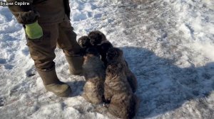 Приехали в Питомник Медведь Урала / Щенки Кавказской овчарки