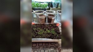 Как посадить петунью , и как за ней ухаживать.