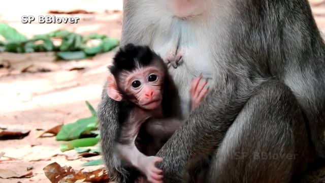 Sorry For Change Name Too - SP BBlover - Please Call Baby Micah смотреть онлайн