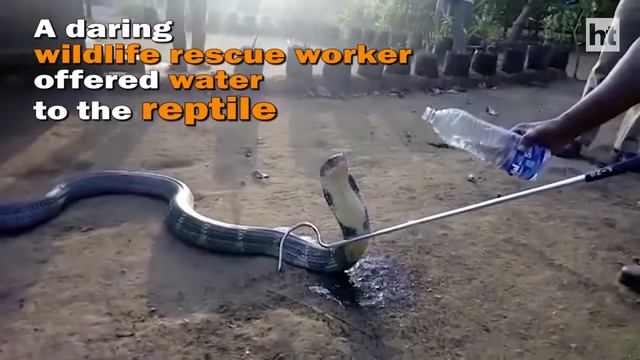 Змея пьет воду из бутылки смотреть онлайн