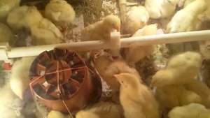 Цыплята очень выгодных кур породы В-33