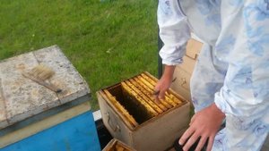 Наращиваю пчелу/ Качаю майский мед