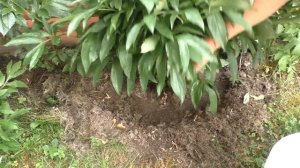 Как обрезать и чем подкормить пионы после цветения.