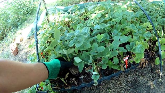 Высокие грядки для клубники. Укрытие пленкой. смотреть онлайн
