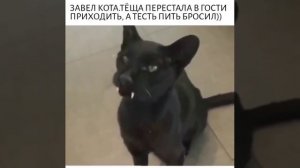 Завёл необычного кота