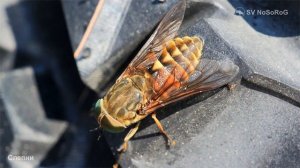 Слепни насекомые