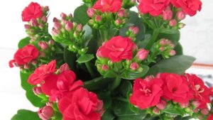 Уход за каланхоэ в домашних условиях  #каланхоэ