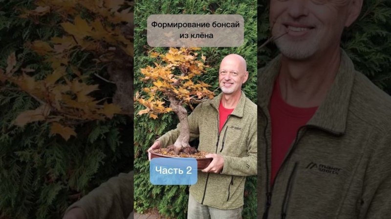 Формирование бонсай из клена. Часть 2. #бонсай #bonsai #ниваки #сад #клен #андрейдарусенков