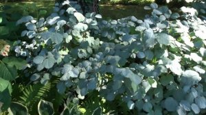 Garden-Lou Talks Plants! Fothergilla