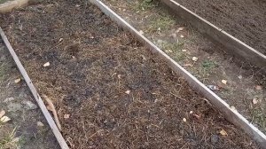 Посадка чеснока осенью. Все от посадки до урожая в одном видео.