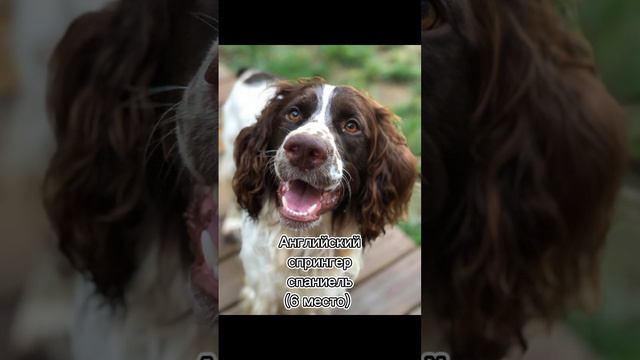 Топ самых популярных пород собак в Великобритании смотреть онлайн