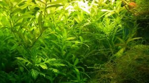 Улитковая пиявка .