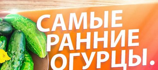 Как вырастить ранние огурцы.