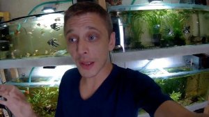 КАК ПОНЯТЬ КОГДА РЫБ ОТСАЖИВАТЬ НА НЕРЕСТ???