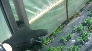 Балаган с боковой вентиляцией для клубники. Основы и Плюсы.