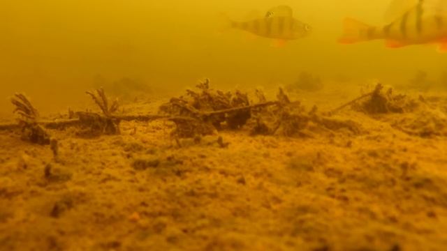 Я В ШОКЕ ОТ НАЧАЛА РЫБАЛКИ! Щука, Окунь и Плотва. Зимняя Рыбалка 2023 смотреть онлайн