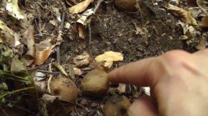 Лесные зарисовки: гриб "дедушкин табак" (дождевик / дымовик )