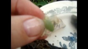 Эксперимент Как ускорить прорастание семян огурцов Отличный метод