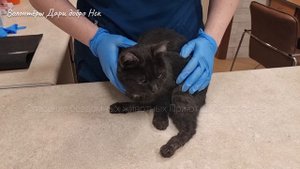 ??На дороге нашли сбитую кошку | Ветеринары поняли что дтп это не причина атоофии ног Saving cats