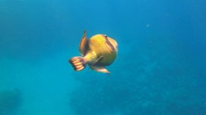 Здоровенная рыба плывёт