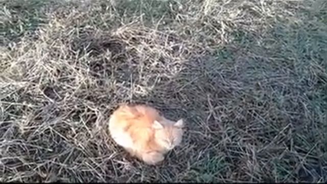 Наши коты полевые мышеловы.Our cats catch mice on the field. смотреть онлайн