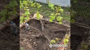 Виноград в Удмуртии июнь 2022