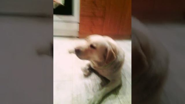 Моя собака Лейла порода лобродор смотреть онлайн