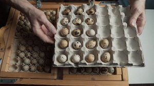 Заложил инкубационное яйцо перепелов , Подмосковный белый гигант и Танюшкин бройлерный фараон.
