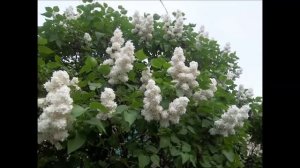 134 Александр Архангельский. Ныне отпущаеши бас-октавист)