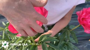 Cytherea peony. Цитерия пион. Пулков сад