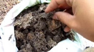 Как посадить Тую ! How to plant Tuyu!